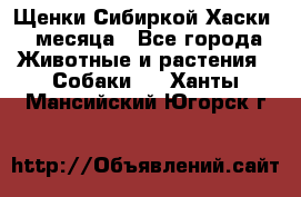 Щенки Сибиркой Хаски 2 месяца - Все города Животные и растения » Собаки   . Ханты-Мансийский,Югорск г.